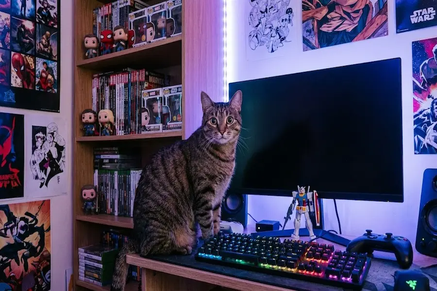 Gato en escritorio gamer con luces de colores