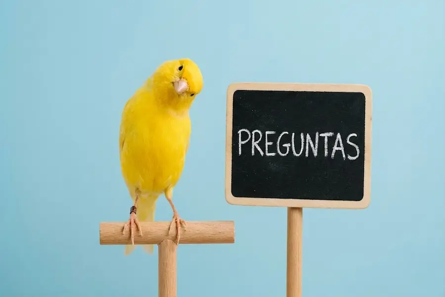 Preguntas Frecuentes sobre nombres de canarios