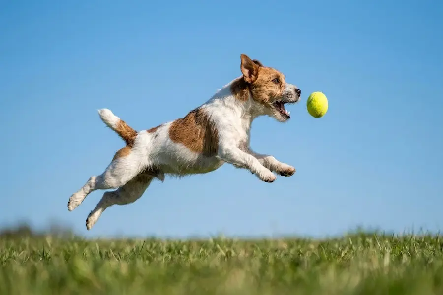 Lista de nombres cortos y directos para perros machos