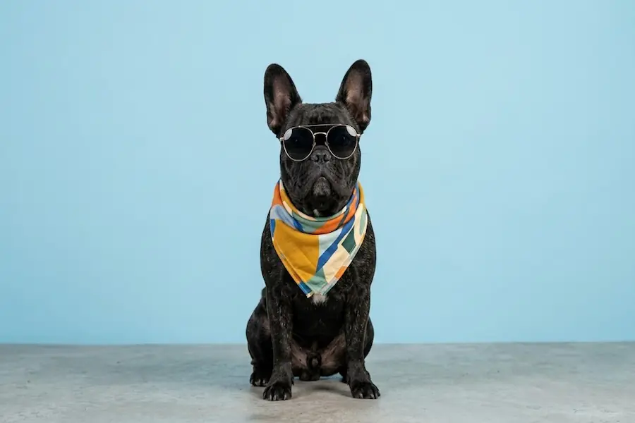 Nombres únicos y poco comunes para perros
